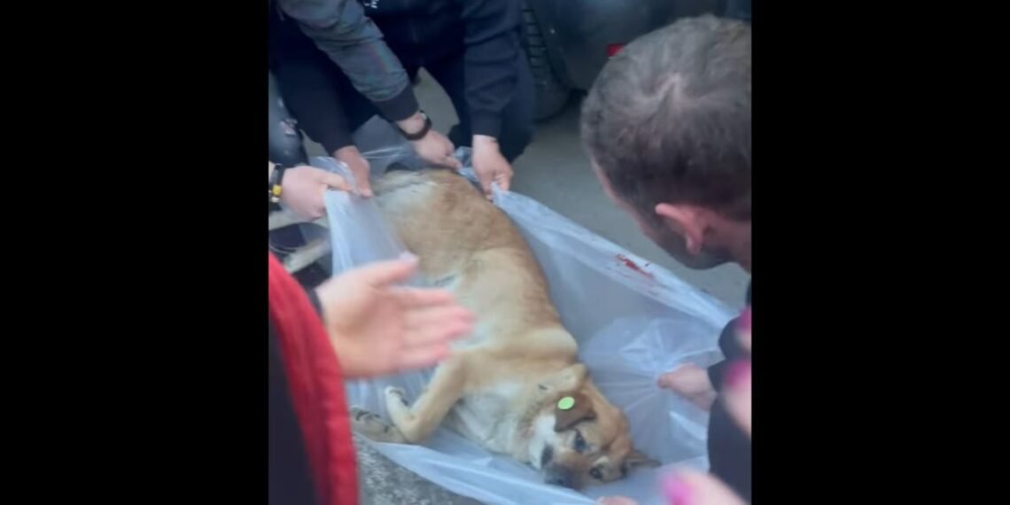 გაუშვეს, როგორც თქვეს, თანამშრომელია…- ღრმაღელის მეტროსთან ძაღლს ცეცხლსასროლი იარაღიდან ესროლეს