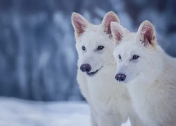 მეცნიერებმა მგლის გადაშენებული ჯიში დააბრუნეს