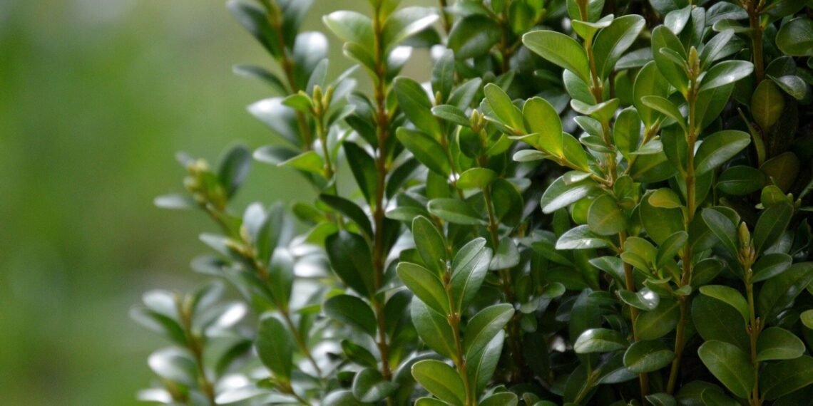 ბზობის დღესასწაულის მოახლოებასთან დაკავშირებით, ბზის მოჭრაზე კონტროლი მკაცრდება