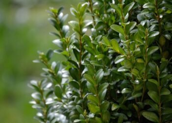 ბზობის დღესასწაულის მოახლოებასთან დაკავშირებით, ბზის მოჭრაზე კონტროლი მკაცრდება