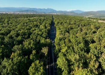 ქუთაისის ფილტვები – მუხნარის ტყე – როგორ ვიზრუნოთ ტყეებზე უკეთესი მომავლისთვის