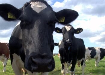 რძის მწარმოებელი უდიდესი ფერმა ძროხებს ქათმის ნაკელით კვებავდა