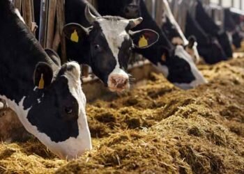 მარტო სკინტლზე კი არა ყველაფერზე მექნებოდა შეკითხვა, სახელმწიფო ახლა უნდა იცვამდეს რკინის ქალამნებს – ანა მიქაძე-ჩიკვაიძე