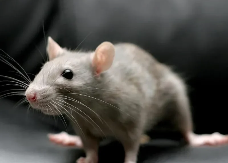 „ბავშვის საწოლზე სისხლის კვალი აღმოაჩინეს” – 6 თვის ბავშვი ვირთხამ დაკბინა