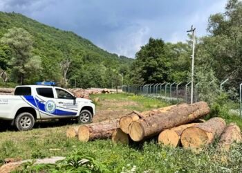 სამცხე-ჯავახეთში დიდი ოდენობით ხე-ტყის უკანონო მოპოვების ფაქტები დამოვლინდა