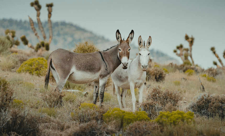 დღეს ვირების საერთაშორისო დღეა