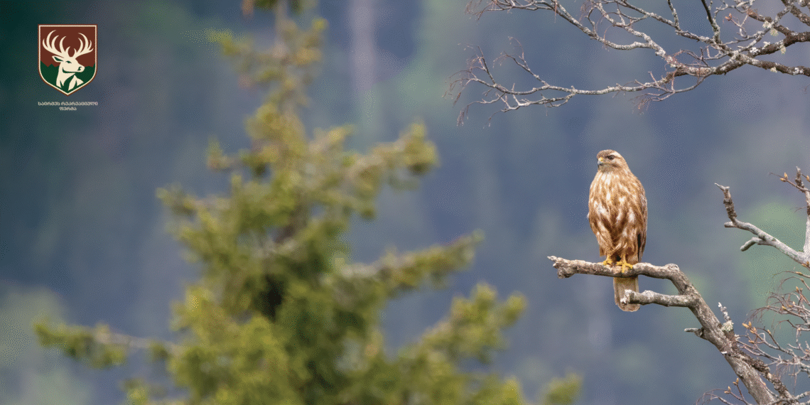 ფრინველთა ხმებით სავსე სიმშვიდე – „საირმეს რეკრეაციული ფერმა“ ლევან ქობალიას ფოტოობიექტივში