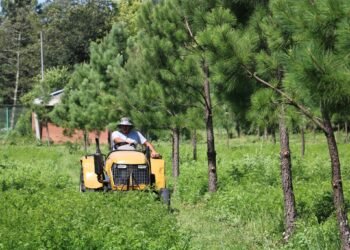 წყალტუბოში ცენტრალური პარკის შიდა ტერიტორიების გაწმენდა მიმდინარეობს