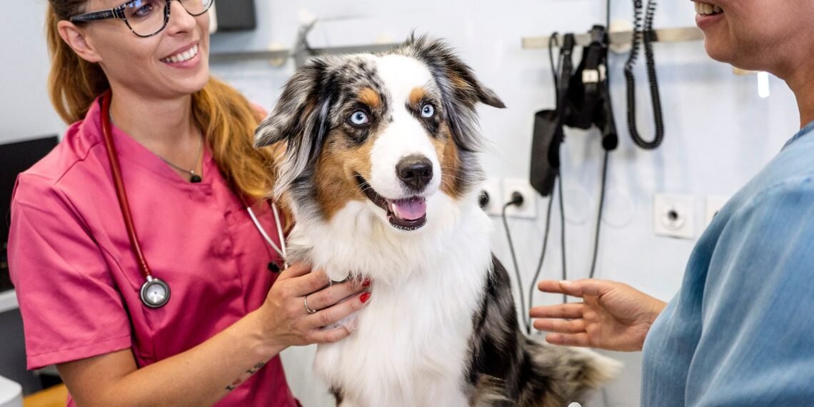 2026 წლის პირველი იანვრიდან ვეტერინარების სერტიფიცირება სავალდებულო ხდება