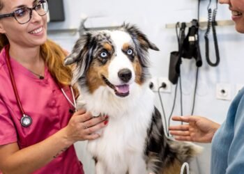 2026 წლის პირველი იანვრიდან ვეტერინარების სერტიფიცირება სავალდებულო ხდება