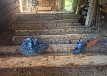 იმერეთში ხე-ტყის უკანონო მოპოვების ფაქტი გამოვლინდა