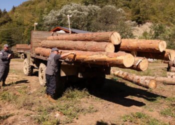 დიდი ოდენობით ხე-ტყით უკანონო სარგებლობის ფაქტი გამოვლინდა