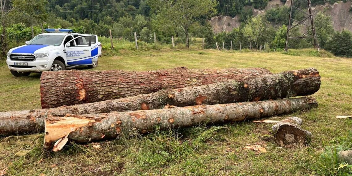 იმერეთში და რეგიონებში ხე-ტყის უკანონო მოპოვების ფაქტი გამოვლინდა