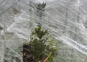 პოლონეთში კანაფის მოყვანის ბრალდებით ქართველი კაცი დააკავეს