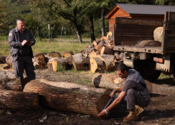 სოფელ გორდში ხე-ტყის უკანონო მოპოვებისა და ტრანსპორტირების ფაქტი გამოავლინეს