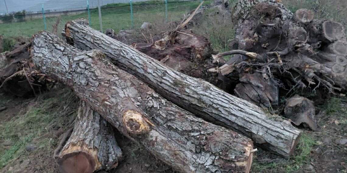 უკანონო ტყითსარგებლობის ფაქტი გამოვლინდა