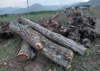 უკანონო ტყითსარგებლობის ფაქტი გამოვლინდა