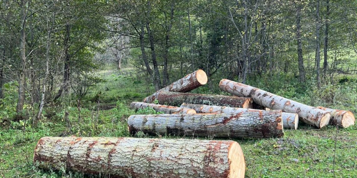 იმერეთსა და რეგიონებში ხე-ტყის უკანონო მოპოვების ფაქტები გამოვლინდა