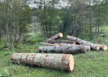 იმერეთსა და რეგიონებში ხე-ტყის უკანონო მოპოვების ფაქტები გამოვლინდა