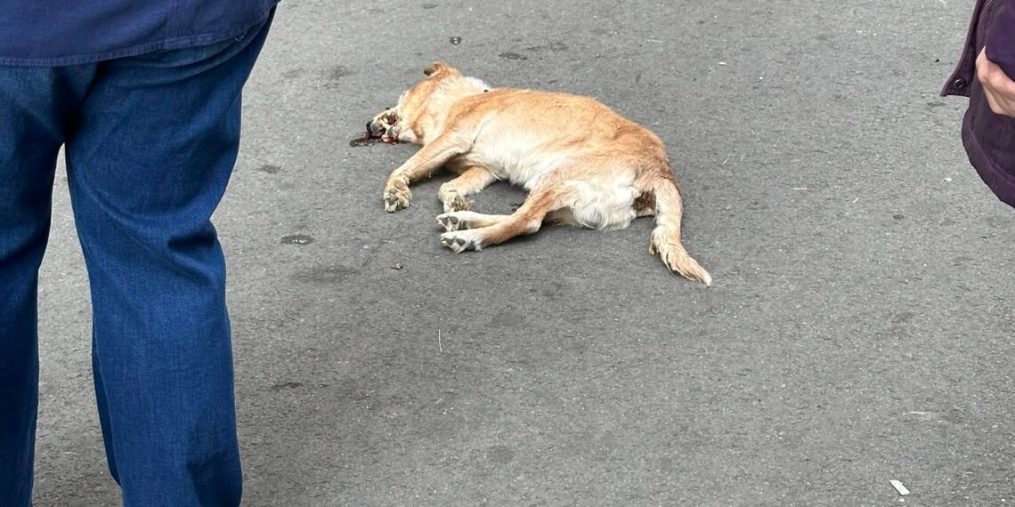 საცხოვრებელი კორპუსიდან ძაღლი გადმოაგდეს