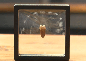 ტყიბულის სოფელს ცუცხვათში 50 000 წლის წინანდელი კბილი აღმოაჩინეს