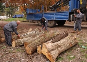იმერეთში წითელი ნუსხით დაცული წაბლის სახეობის უკანონო ჭრის ფაქტი გამოვლინდა