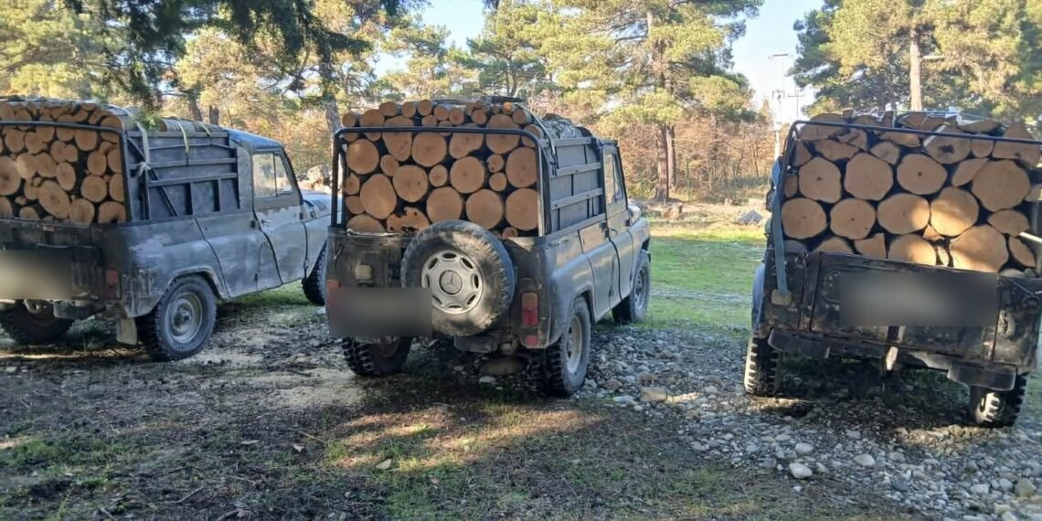 ხე-ტყის უკანონო მოპოვებისა და ტრანსპორტირების ფაქტები გამოვლინდა