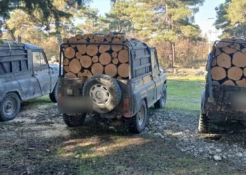 ხე-ტყის უკანონო მოპოვებისა და ტრანსპორტირების ფაქტები გამოვლინდა