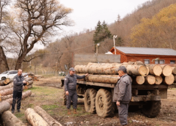 ხე-ტყის უკანონო მოპოვებისა და ტრანსპორტირების ფაქტი გამოვლინდა