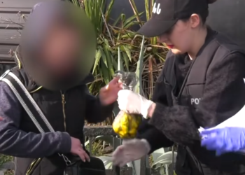 იმერეთში ნარკოდანაშაულის ბრალდებით უცხო ქვეყნის ორი მოქალაქე დააკავეს