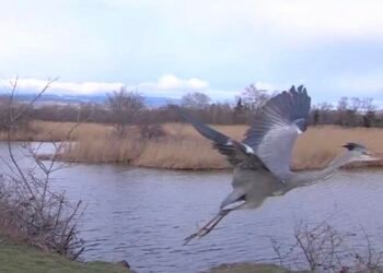 თერჯოლაში დაჭრილი ყანჩა გადაარჩინეს