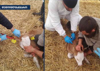 დედოფლისწყაროს მუნიციპალიტეტში მსხვილფეხა საქონელს ცოფი დაუდასტურდა 