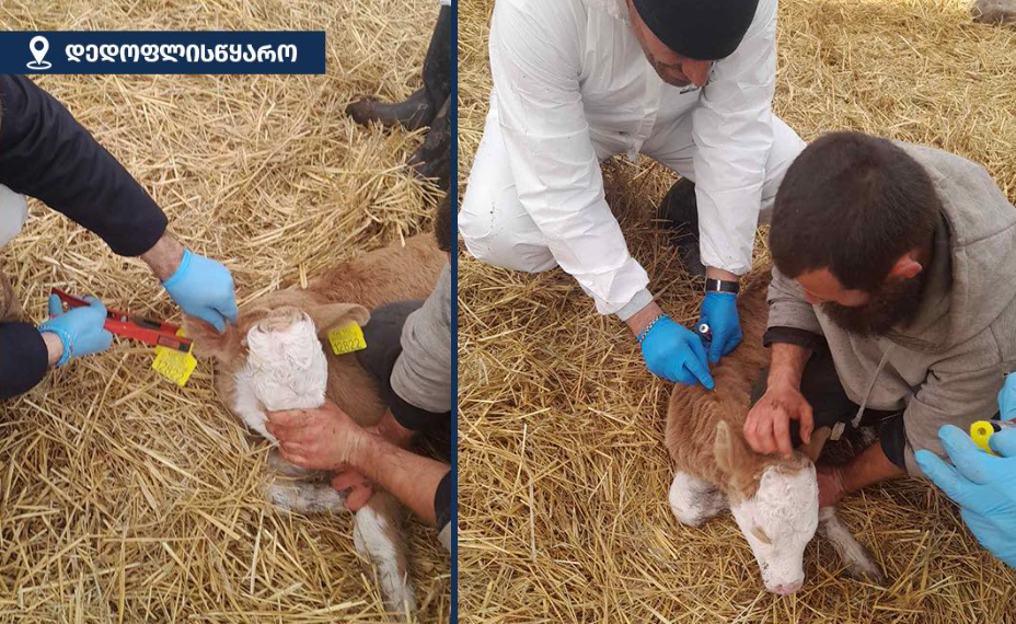 დედოფლისწყაროს მუნიციპალიტეტში მსხვილფეხა საქონელს ცოფი დაუდასტურდა 