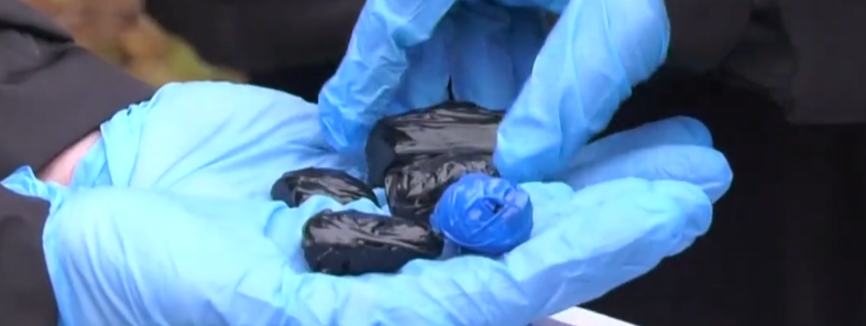 იმერეთის პოლიციამ განსაკუთრებით დიდი ოდენობით ნარკოტიკი ამოიღო