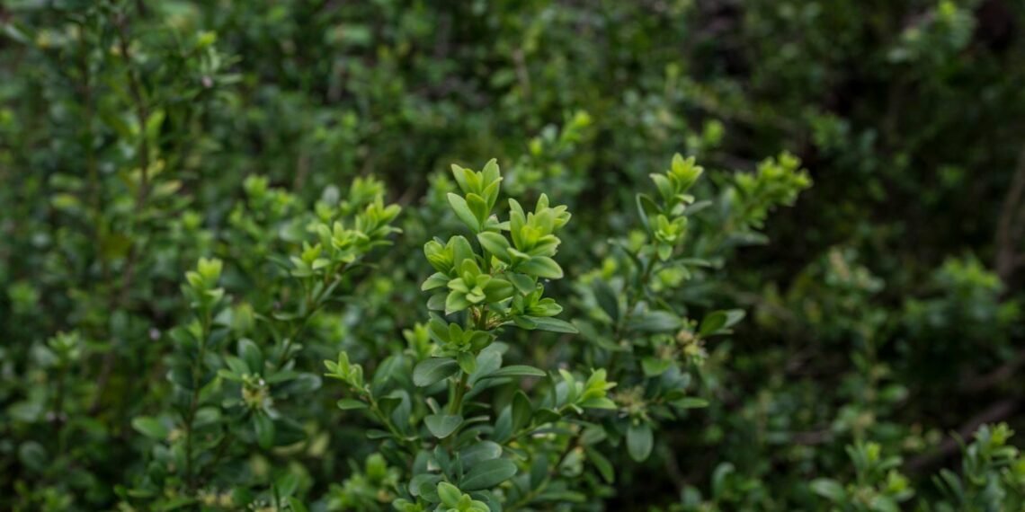 ბზის მოჭრაზე კონტროლი მკაცრდება