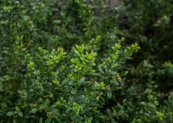 ბზის მოჭრაზე კონტროლი მკაცრდება