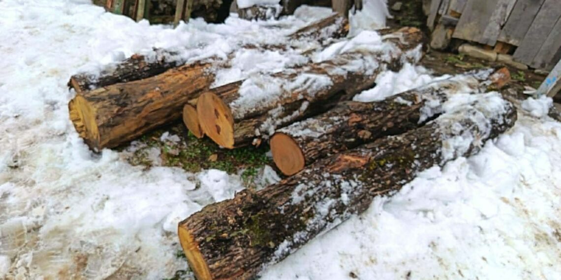 იმერეთში „წითელი ნუსხაში” შეყვანილი წაბლის ჩეხვის ფაქტი დადსტურდა