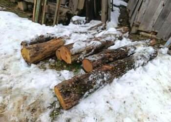 იმერეთში „წითელი ნუსხაში” შეყვანილი წაბლის ჩეხვის ფაქტი დადსტურდა