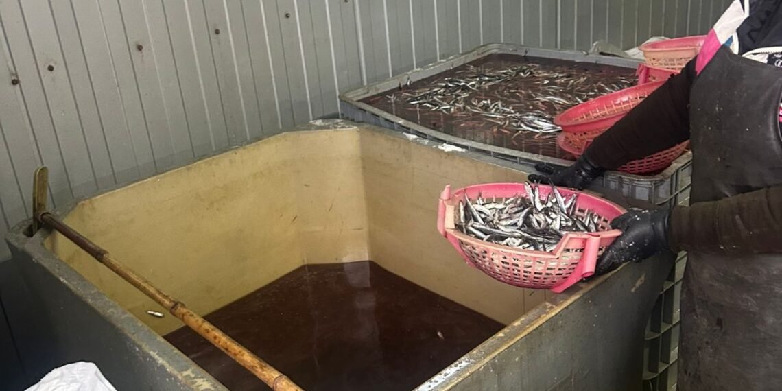 თევზის შესაბოლ არალეგალურ საწარმოში კრიტიკული შეუსაბამობები გამოვლინდა