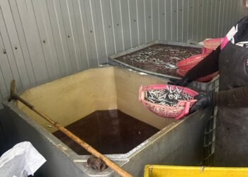 თევზის შესაბოლ არალეგალურ საწარმოში კრიტიკული შეუსაბამობები გამოვლინდა