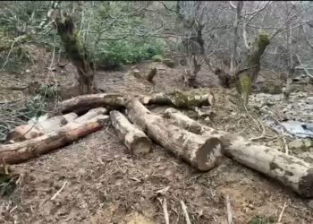 იმერეთში ხე-ტყის უკანონო მოპოვების ფაქტები გამოვლინდა