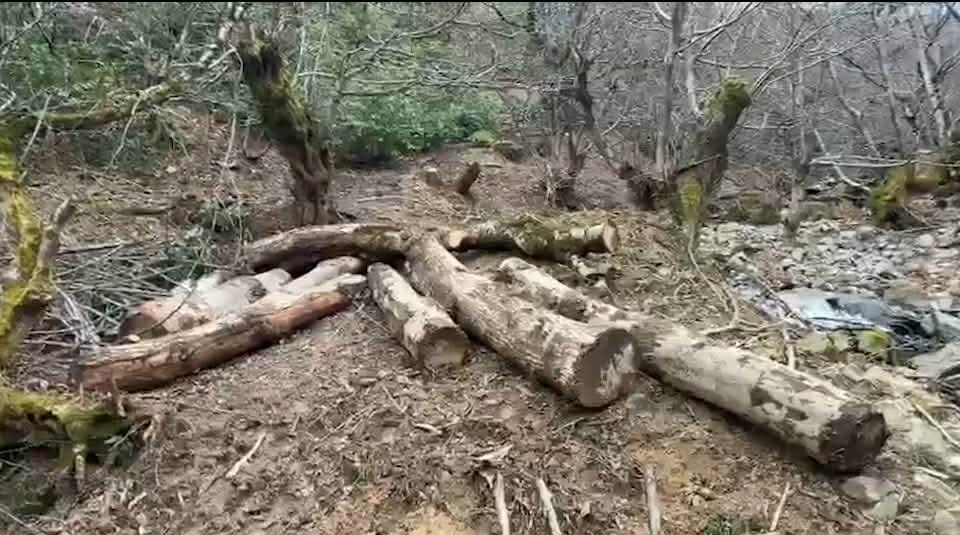 იმერეთში ხე-ტყის უკანონო მოპოვების ფაქტები გამოვლინდა