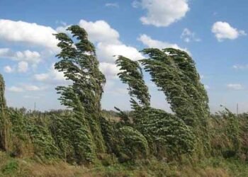 იმერეთში ქარსაფარი ზოლების ინვენტარიზაცია ჩატარდება