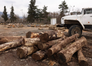 საჩხერეში წითელი ნუსხით დაცული ხე-ტყის უკანონო მოპოვების ფაქტი გამოვლინდა