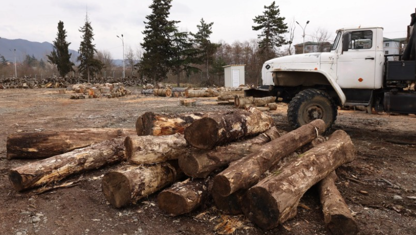 საჩხერეში წითელი ნუსხით დაცული ხე-ტყის უკანონო მოპოვების ფაქტი გამოვლინდა