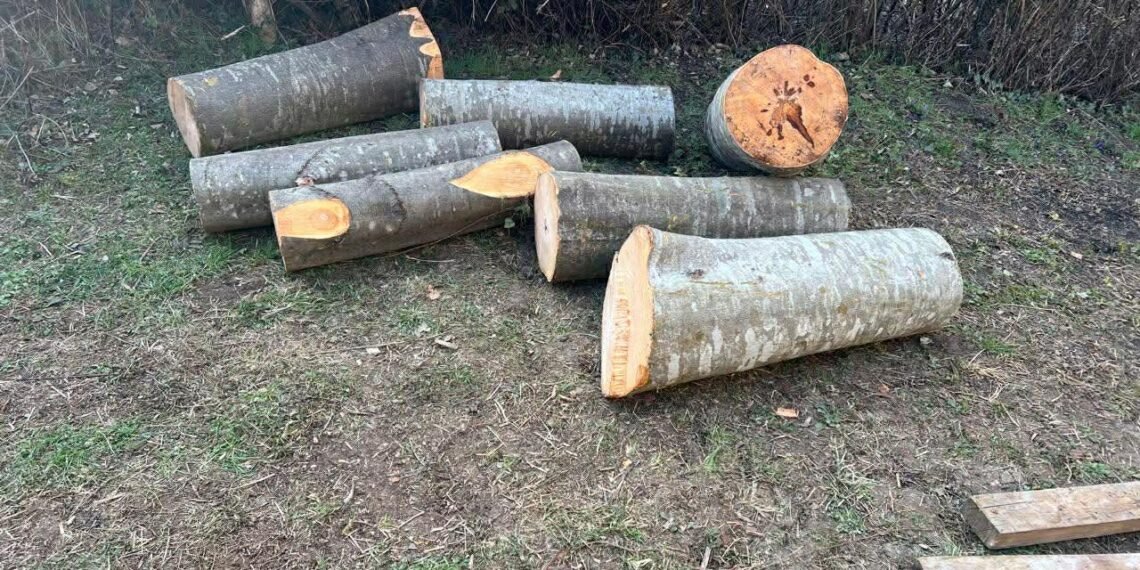 უკანონო ტყითსარგებლობის 4 ფაქტი გამოავლინდა