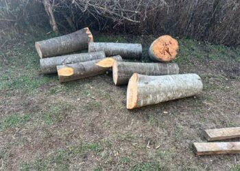 უკანონო ტყითსარგებლობის 4 ფაქტი გამოავლინდა