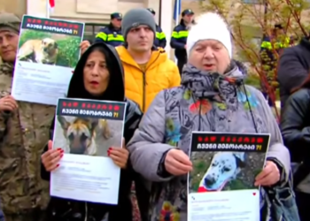 “მიუსაფარი ცხოველების ხოცვას ვერ დააკანონებთ”- თბილისში აქცია მიმდინარეობს