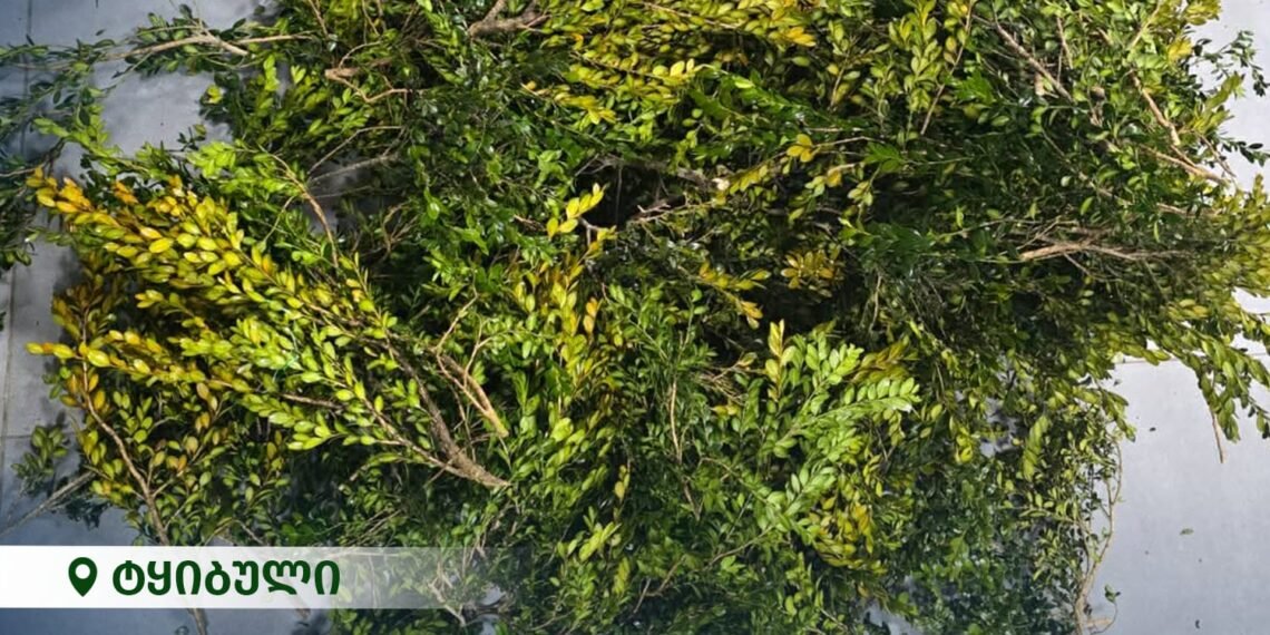 ტყიბულში ბზის უკანონოდ მოპოვების ფაქტი გამოვლინდა