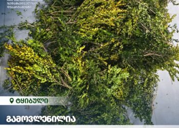 ტყიბულში ბზის უკანონოდ მოპოვების ფაქტი გამოვლინდა